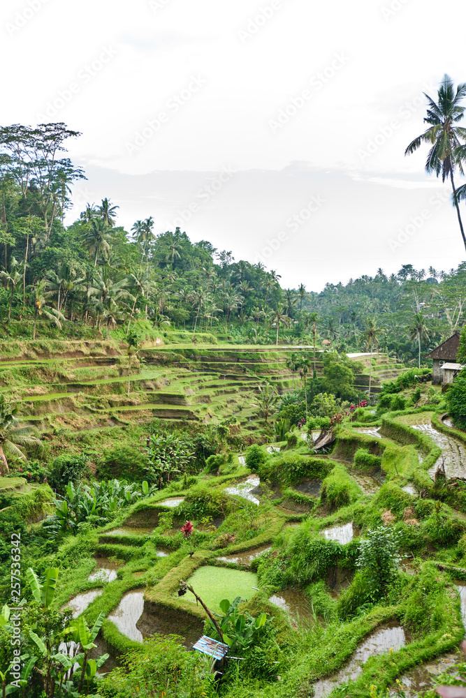 Rice plantations in Bali.