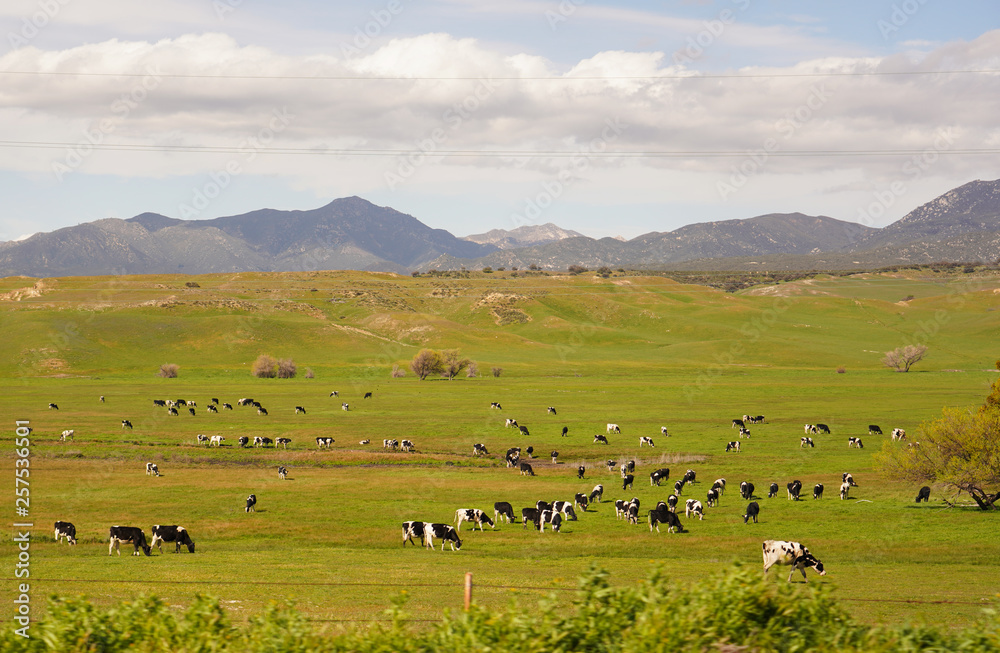Obraz premium Cute Black White Cows to Pasture 