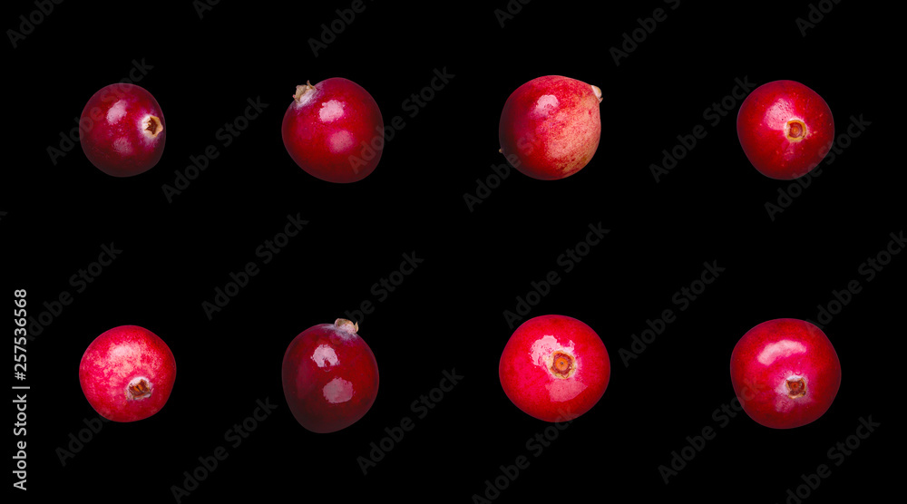single berries lingonberry single berries lingonberry