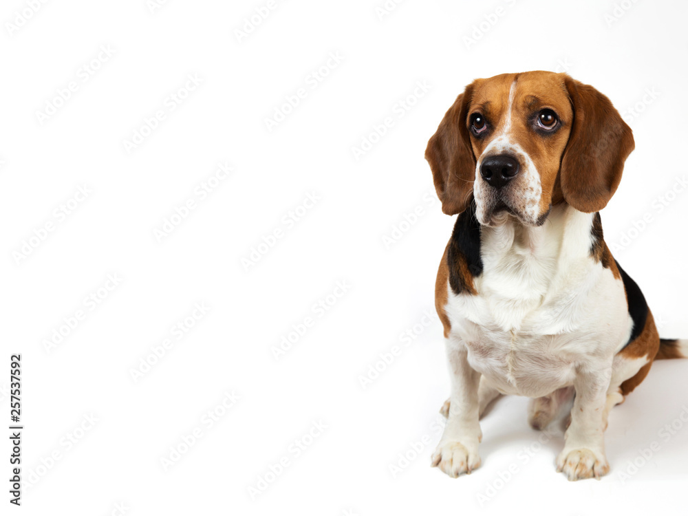 Beautiful Beagle dog on white background. Posing at studio