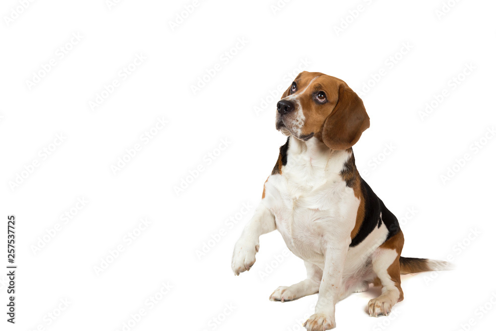 Beautiful Beagle dog on white background. Posing at studio Beautiful Beagle dog on white background. Posing at studio