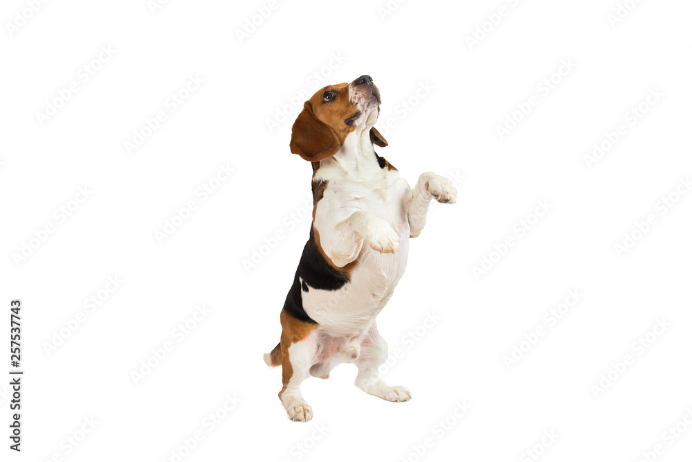 Beautiful Beagle dog on white background. Posing at studio Beautiful Beagle dog on white background. Posing at studio