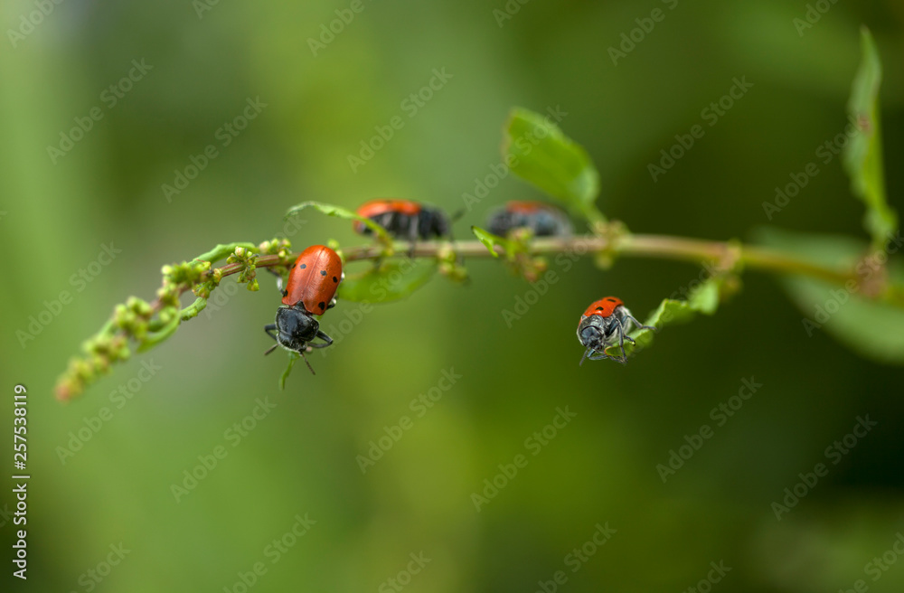 Red bug perch in a plant in Arcos de la Frontera, Cadiz province, Andalusia, Spain