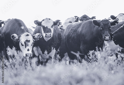 Cows in Countryside,in Pampas landscape, Argentina