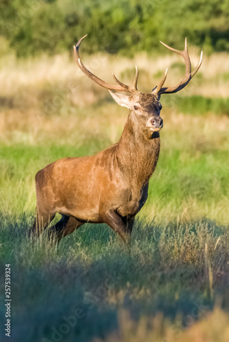 Male Red deer in La Pampa  Argentina  Parque Luro  Nature Reserve