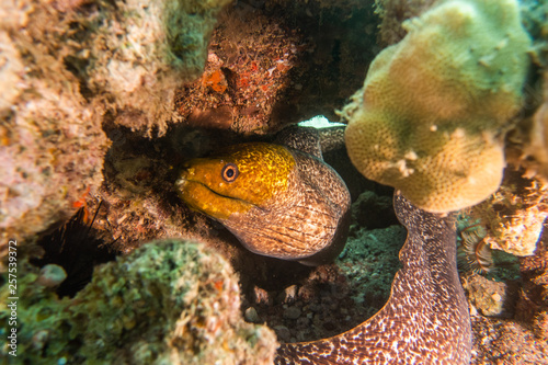 Moray eel Mooray lycodontis undulatus in the Red Sea, eilat israel © yeshaya