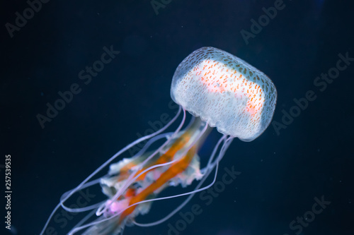 pelagia noctiluca jellyfish underwater photo