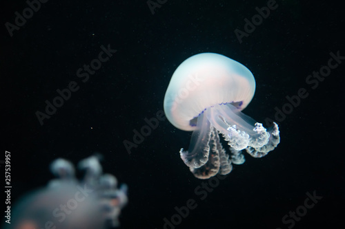 jellyfish rhizostoma pulmo underwater