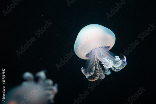 jellyfish rhizostoma pulmo underwater photo