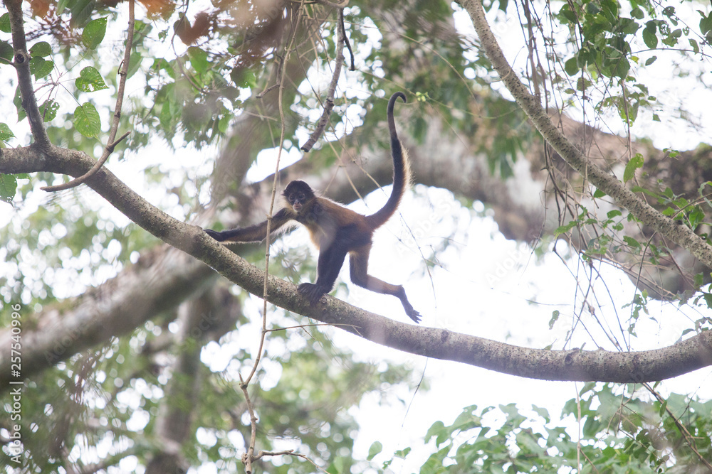 Azuero?spider monkey?(Ateles?geoffroyi?azuerensis), Azuero?Peninsula, Los?Santos Province, Panama Azuero?spider monkey?(Ateles?geoffroyi?azuerensis), Azuero?Peninsula, Los?Santos Province, Panama