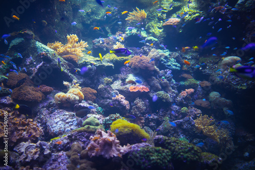 colorful aquarium background with underwater plants © nikkytok