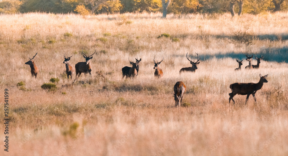 Herd of red deer in La Pampa, Argentina, Parque Luro, Nature Reserve Herd of red deer in La Pampa, Argentina, Parque Luro, Nature Reserve
