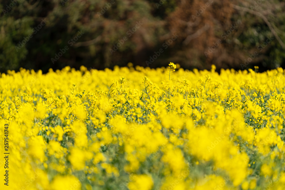 Obraz premium [長崎県]展海峰の菜の花畑