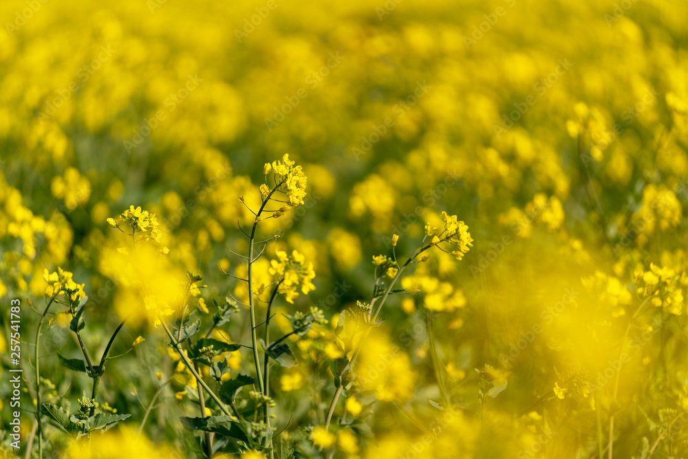 [長崎県]展海峰の菜の花畑