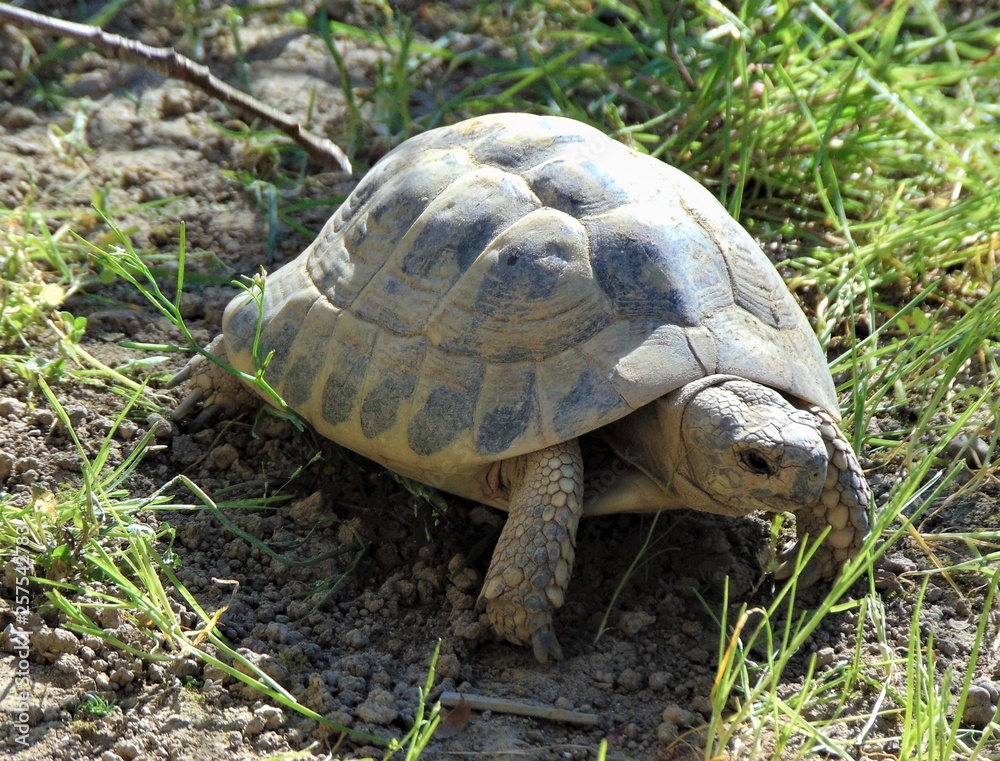 common turtle, mediterranean spur thighed tortoise in grass in natural habitat on a sunny day common turtle, mediterranean spur thighed tortoise in grass in natural habitat on a sunny day