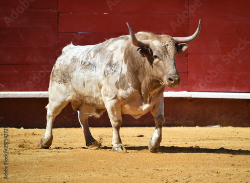 toro en españa © alberto