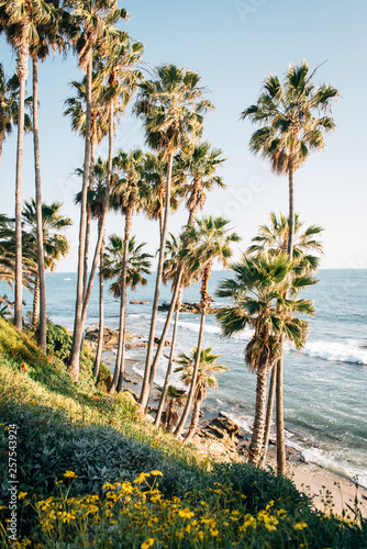 Flowers and palm trees at Heisler Park, in Laguna Beach, Orange County, California