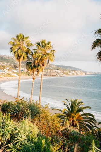 Palm trees and the Pacific Ocean at Heisler Park  in Laguna Beach  Orange County  California