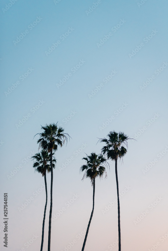 Fototapeta premium Palm trees at Heisler Park, in Laguna Beach, Orange County, California