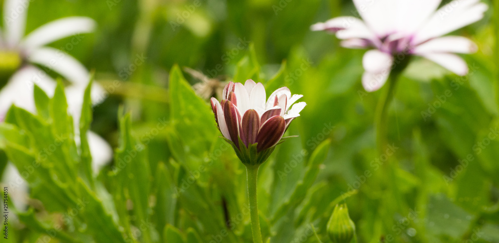 Fototapeta premium Beautiful spring summer white and pink closed daisy flower in a green field with soft light. Wide image with copy space for text