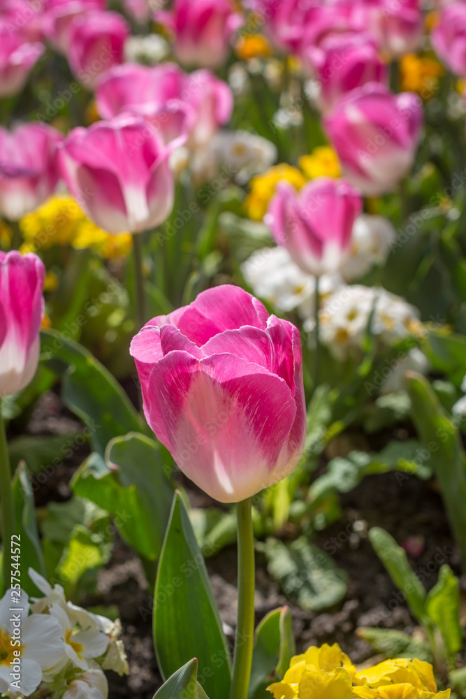 Tulips and other flowers growing in the spring sunshine