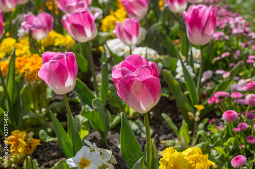 Tulips and other flowers growing in the spring sunshine