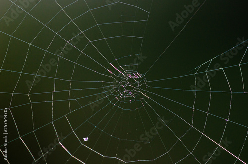 Spider web isolate. Brown background