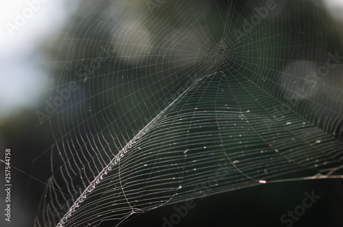 The spider web (cobweb) closeup background