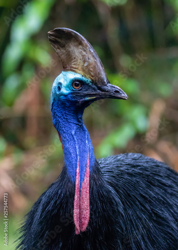 Southern cassowary (Casuarius casuarius) portrait