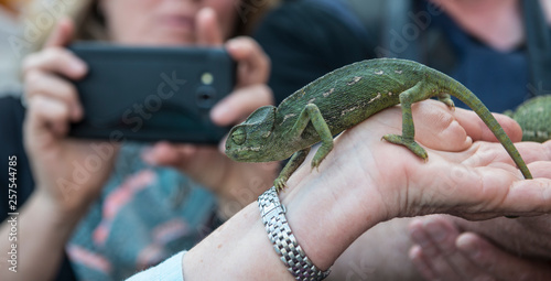 Chameleon on hand of person in souk in medina of Marrakesh, Morocco photo