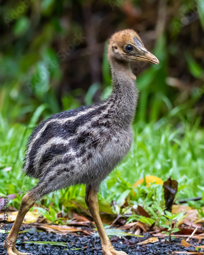 Southern cassowary (Casuarius casuarius) portrait
