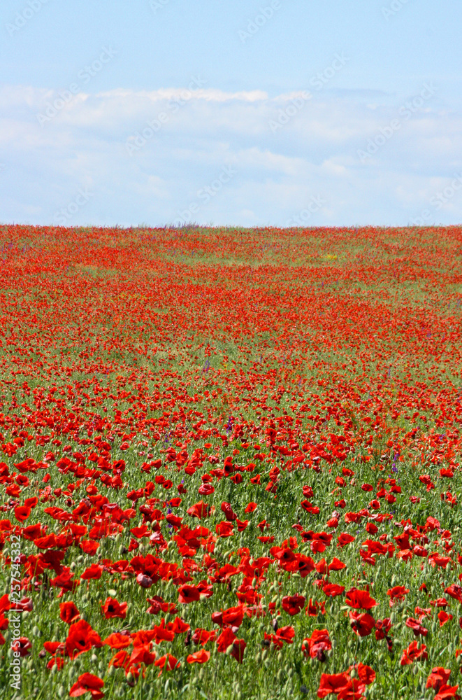Vivid summer colorful field of poppies and wild flowers background
