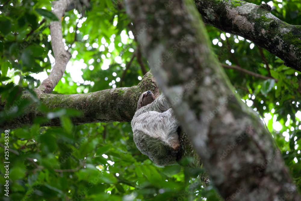 Sloth in tree at Manuel Antonio National Park Sloth in tree at Manuel Antonio National Park