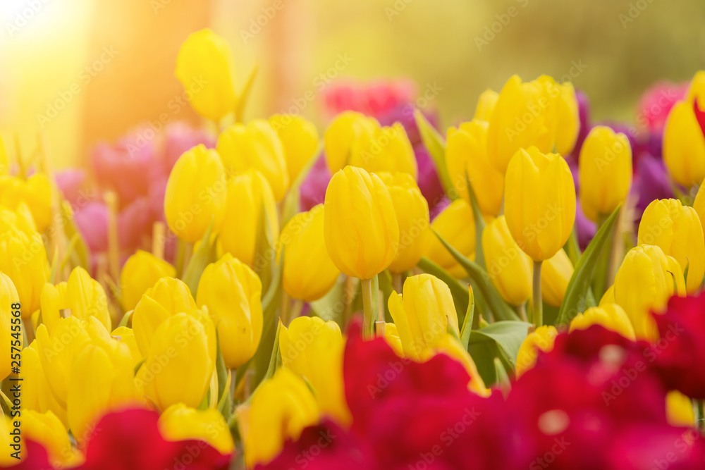 Tulips flower blooming blossom with the bright morning sun