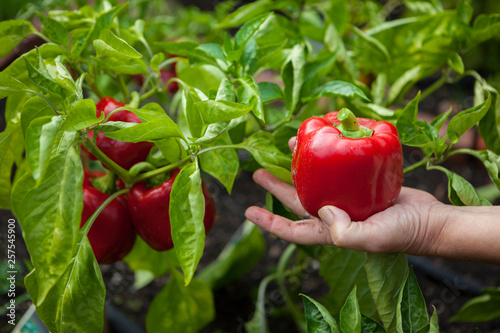 A woman picks red bell peppers (Capsicum annuum) in her garden in Seattle, Washington.