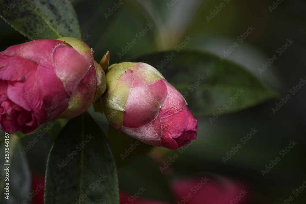Fototapeta premium Flower buds in garden