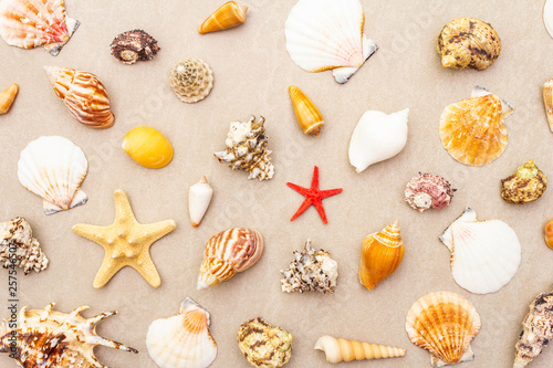 Seashells summer background. Lots of different seashells piled together, top view, close up.