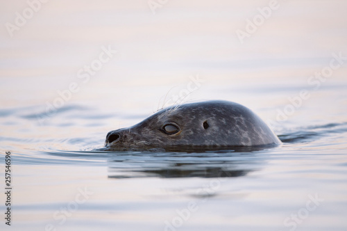 A harbor seal surfaces closeby and its head peers in the distance. photo