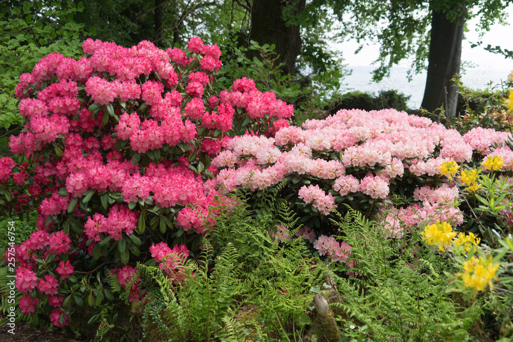 Naklejka premium Rhododendronblüte (pink-rosa) auf der Insel Mainau