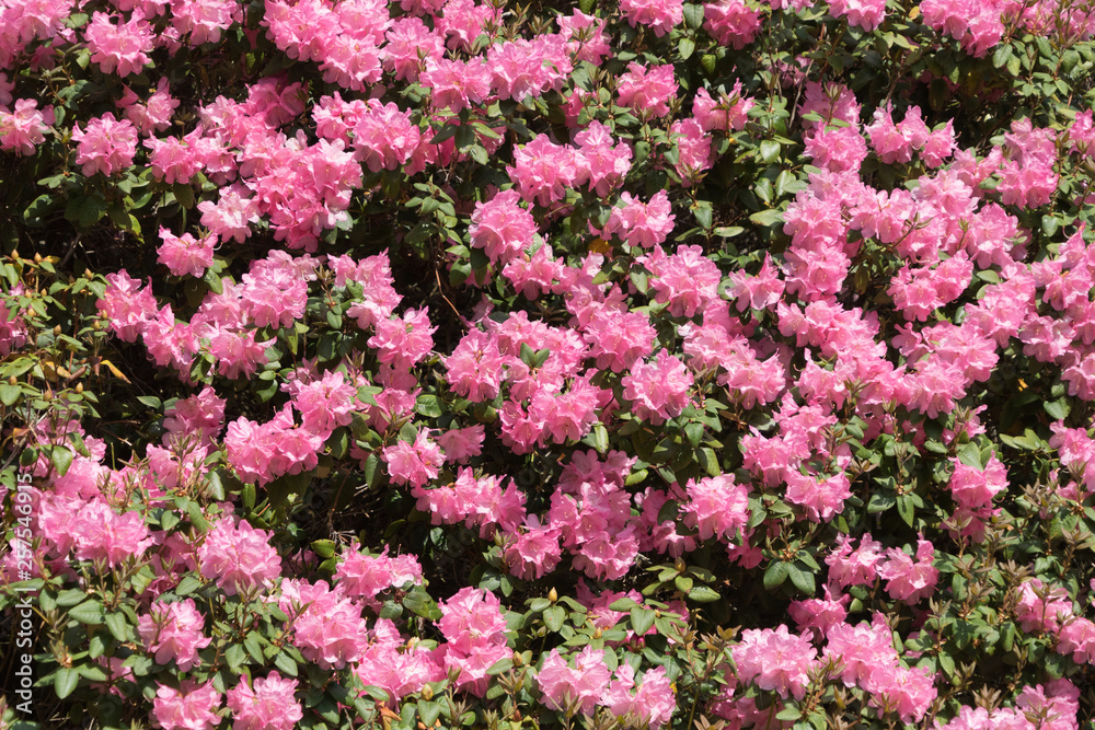 Rhododendronblüte (pink-rosa) auf der Insel Mainau
