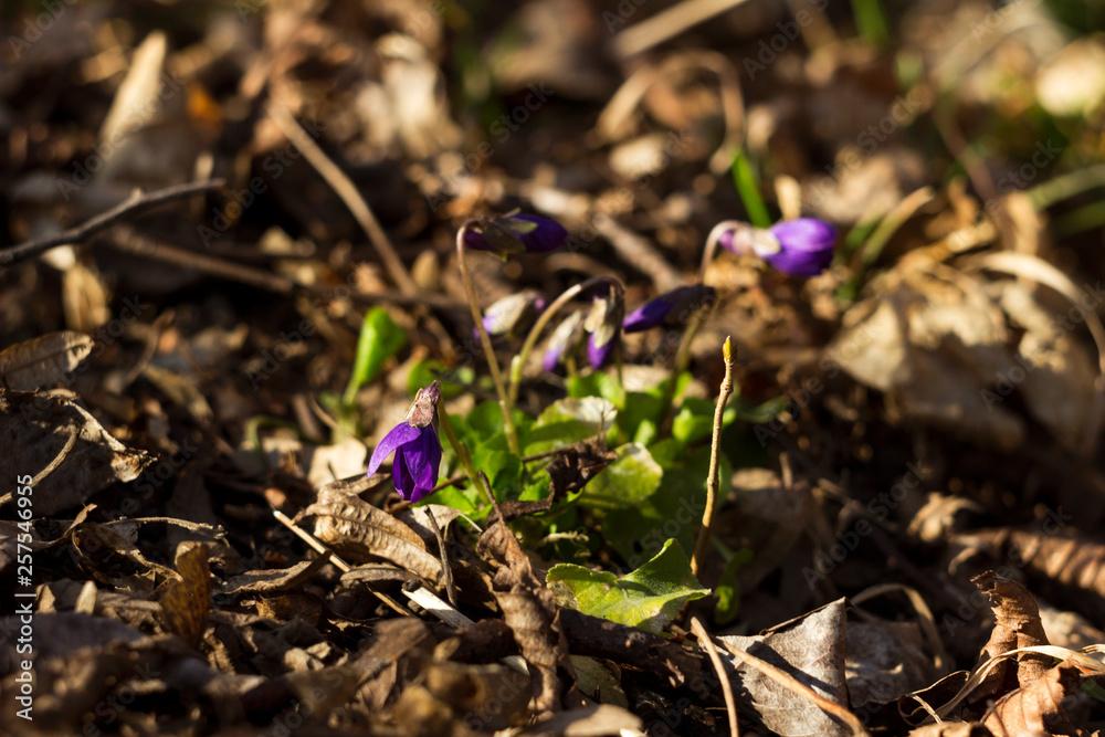 Viola odorata (Sweet Violet, English Violet, Common Violet) - violet flowers bloom in the spring in spring wild meadow, background