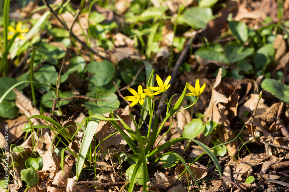Gagea Minima (Least Gagea) - early yellow flowers blooming at spring time, background Gagea Minima (Least Gagea) - early yellow flowers blooming at spring time, background