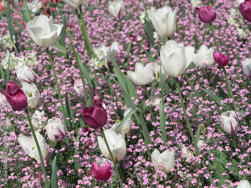 Blumenbeet mit bunten Tulpen (pink, weiß, rot)