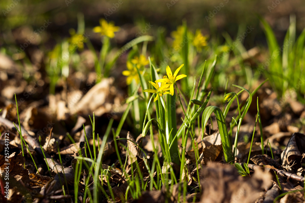Gagea Minima (Least Gagea) - early yellow flowers blooming at spring time, background Gagea Minima (Least Gagea) - early yellow flowers blooming at spring time, background