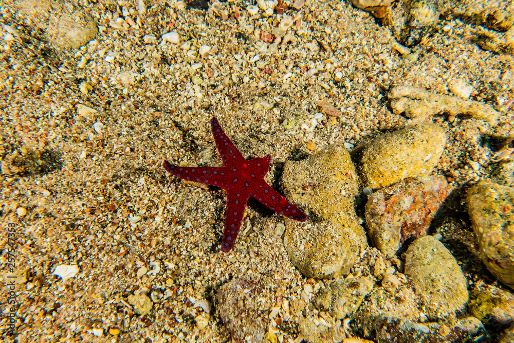 Starfish On the seabed in the Red Sea, eilat israel Starfish On the seabed in the Red Sea, eilat israel