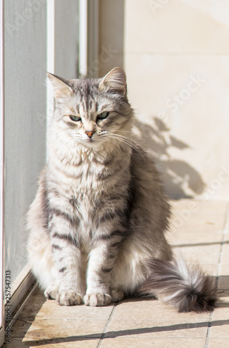 Beautiful pet of livestock in relax, siberian purebred cat