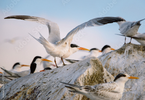 A common tern takes off from a colony at sunset.