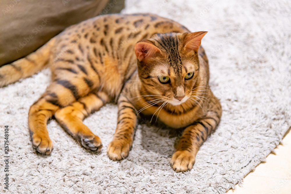 ネコカフェの猫たち ネコカフェの猫たち