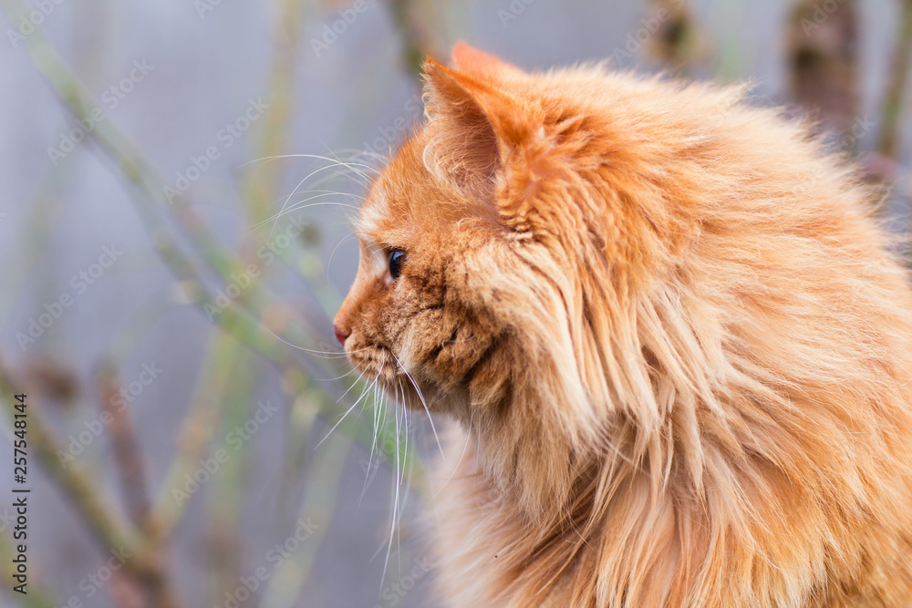 Portrait of a ginger cat outdoors
