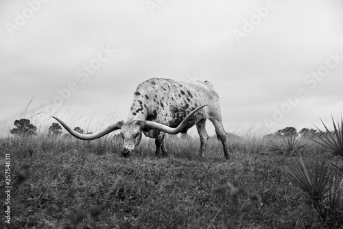 A longhorn steer grazes in a pasture.